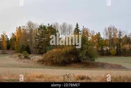 Alberi su Långvreta a Bogesundslandet, vicino Vaxholm, Svezia Foto Stock