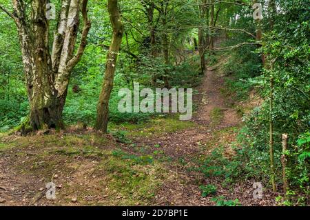 Alberi e foglie aggrovigliate da un sentiero in boschi antichi vicino Greystones a Sheffield, un tempo sede di miniere di carbone da tempo abbandonate. Foto Stock