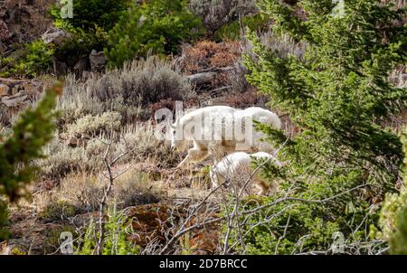 Madre capra di montagna con pascoli del bambino su un lato della montagna nel parco nazionale di Yellowstone, Wyoming Foto Stock