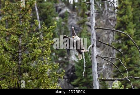 Aquila calva pronta a prendere il volo nel Parco Nazionale di Yellowstone, Wyoming Foto Stock