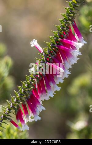 Australian Natvie Fuchsia Heath pianta in fiore Foto Stock