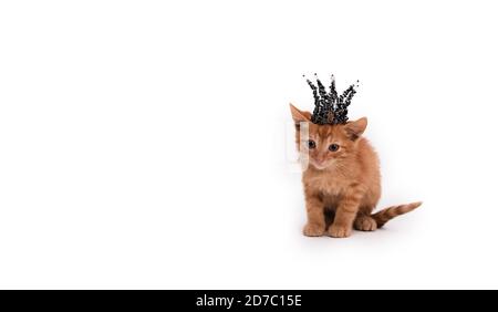 Un gatto dai capelli rossi si siede su uno sfondo bianco isolato con una corona nera di perle sulla sua testa. Foto Stock