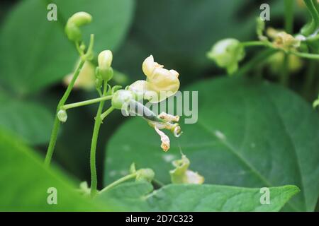 Vista macro di un gruppo di fiori di fagioli bianchi Foto Stock