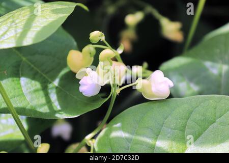 Macro vista di fiori di fagioli bianchi tra le foglie Foto Stock