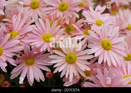 Bella rosa e giallo Chrysanthemum 'Hillside Sheffield' fiori con gocce di pioggia Foto Stock