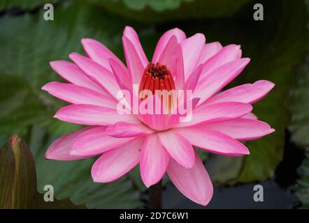 Bella luce rosa tropicale notte-fiorente fiore di Waterlily Foto Stock