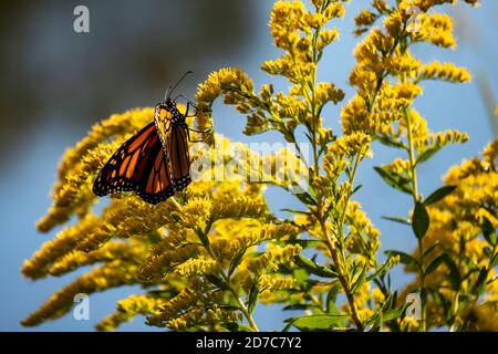 Farfalla Monarch durante la migrazione autunnale, atterrato sul goldenrod Foto Stock