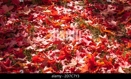 Foglie di quercia rossa a terra sotto il sole nel mezzo di loro in una giornata di sole autunno a Pittsburgh, Pennsylvania, Stati Uniti Foto Stock