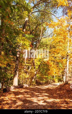 Un sentiero escursionistico attraverso i boschi autunnali di Frick Park a Pittsburgh, Pennsylvania, USA in una soleggiata giornata autunnale Foto Stock