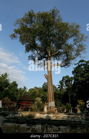 Un albero gigante sorge a Goa Gajah, conosciuta anche come la grotta degli elefanti, sull'isola di Bali vicino a Ubud, in Indonesia il 1 luglio 2015. Credit: Yuriko Nakao/AFLO/Alamy Live News Foto Stock