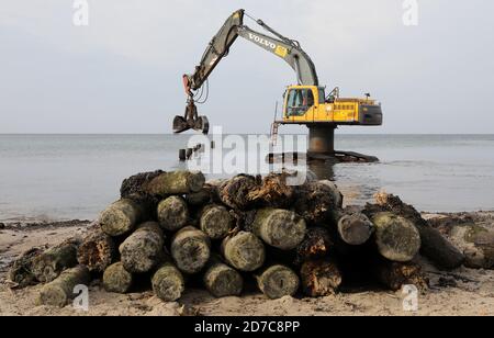 20 ottobre 2020, Meclemburgo-Pomerania occidentale, Graal-Müritz: Un escavatore tira vecchi pali di groyne rotti fuori dall'acqua sulla spiaggia del Mar Baltico nella brughiera di Rostock. Complessivamente 34 vecchi groynes sono sostituiti da 33 nuovi groynes sulla spiaggia. Quindi pali nuovi di legno duro sono guidati nell'acqua. Il lavoro sarà completato entro il 31.03.2021 e servirà non solo a proteggere la costa, ma soprattutto a fornire spiagge più ampie ai turisti. Groynes sono dighe che corrono ad angolo retto alla spiaggia. Foto: Bernd Wüstneck/dpa-Zentralbild/ZB Foto Stock