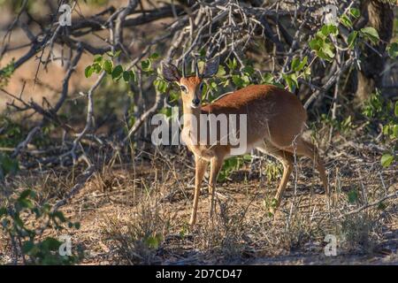 Alert maschio l'antilope steenbok guarda verso la fotocamera mentre guarda i predatori nel cespuglio della grande area di Kruger Wilderness in Sud Africa. Foto Stock