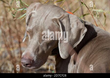 Ritratto di Weimaraner mentre si è in caccia al chukar Foto Stock