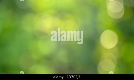 Bokeh di sfocatura dello sfondo verde Foto Stock