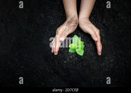 Mano impianti di irrigazione tree mountain sfondo verde femmina lato albero di trattenimento sul campo di natura foresta di erba concetto di conservazione Foto Stock