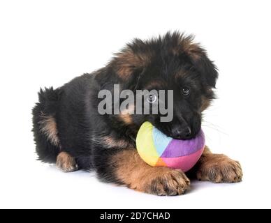 Cucciolo di pastore tedesco di fronte a uno sfondo bianco Foto Stock