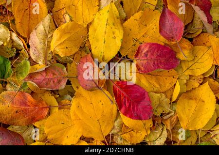 Un mucchio di foglie gialle, marroni, arancioni e rosse d'autunno caduto da un albero di mele e giacente sul terreno fotografato dall'alto in un bel giorno d'autunno. Foto Stock