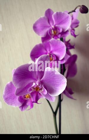 Orchidea rosa in fiore su gambo lungo con fiori in fiore in corso in una prospettiva sfocata con petali arrotondati e giallo al centro sfondo di legno beige Foto Stock