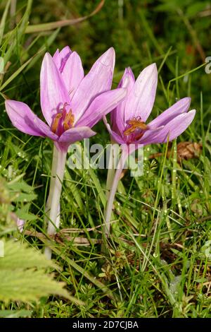 Zafferano prato - Colchicum autumnale, due fiori in erba bagnata Foto Stock