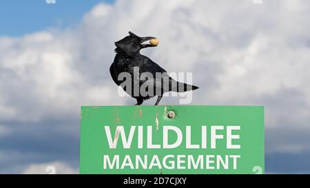 Richmond, British Columbia, Canada. 21 Ott 2020. Un corvo tiene una arachidi nel suo becco mentre si siede su un segno ''Wildlife Management'' nell'estuario del fiume Fraser, Richmond, British Columbia, Canada. Credit: Bayne Stanley/ZUMA Wire/Alamy Live News Foto Stock