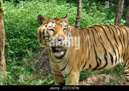 Tiger (Panthera tigris tigris) Foto Stock