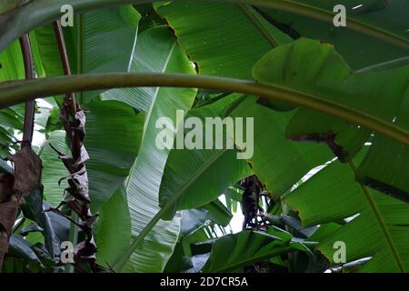 Foglie tropicali di banana tessitura, grande palma fogliame natura sfondo verde scuro Foto Stock