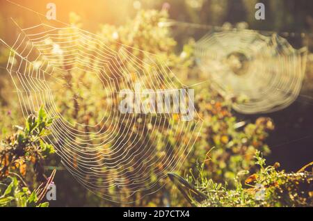 Primo piano di due spider web sulla soleggiata mattina d'estate.Focus su un primo piano. Foto Stock