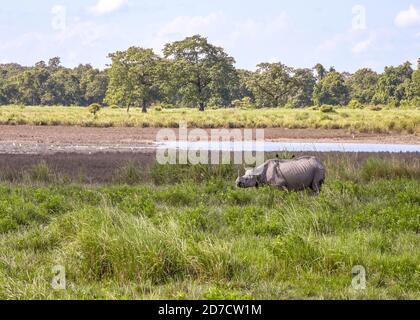 Guwahati, Assam, India. 21 Ott 2020. Un rinoceronte con cornicione all'interno del Parco Nazionale Kaziranga, dopo essere stato aperto per i turisti da oggi al Parco Nazionale Kaziranga nel distretto di Goalaghat di Assam India mercoledì 21 ottobre 2020. Credit: Dasarath Deka/ZUMA Wire/Alamy Live News Foto Stock