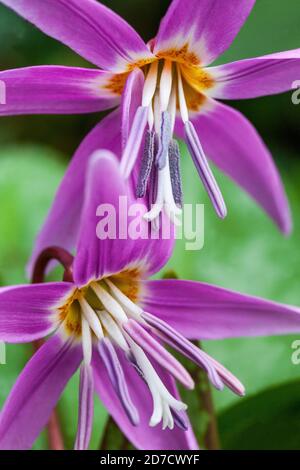 Fiori viola dentifricio Erythronium Foto Stock