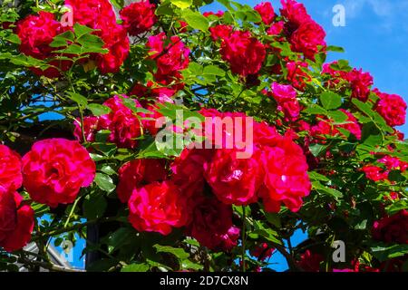 Rose rosse arbusto giardino Ramble rose fiori Foto Stock