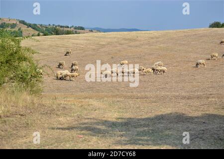Bulgaria e vista da piccoli e carini villaggi durante il giorno luminoso. Pecore in erba gialla e si nutrono durante il giorno di sole. Foto Stock