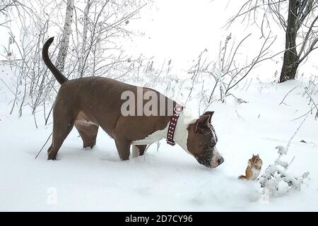 Il cane e il chipmunk Foto Stock