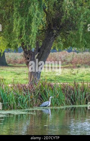 Airone grigio (Ardea cinerea) in Lake Scene Foto Stock
