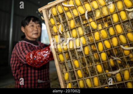 Kaihua. 22 ottobre 2020. Un agricoltore di seta mostra una cornice di bozzolo nel villaggio di Xidong della Contea di Kaihua, nella provincia di Zhejiang della Cina orientale, il 21 ottobre 2020. Gli agricoltori di Silkworm del villaggio di Xidong hanno migliorato significativamente la redditività dopo la collaborazione con le società di sericoltura e i ricercatori scientifici iniziata nel 2018. Entro la fine del 2020, si stima che la produzione di seta del villaggio raggiunga i 22,500 chilogrammi, il che potrebbe aumentare il reddito degli agricoltori di quasi un milione di yuan (circa 150,000 dollari USA). Credit: Xinhua/Alamy Live News Foto Stock