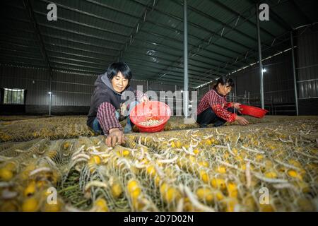 Kaihua. 22 ottobre 2020. I contadini hanno messo i bachi da seta sulle cornici di bozzolo nel villaggio di Xidong della Contea di Kaihua, nella provincia di Zhejiang della Cina orientale, il 21 ottobre 2020. Gli agricoltori di Silkworm del villaggio di Xidong hanno migliorato significativamente la redditività dopo la collaborazione con le società di sericoltura e i ricercatori scientifici iniziata nel 2018. Entro la fine del 2020, si stima che la produzione di seta del villaggio raggiunga i 22,500 chilogrammi, il che potrebbe aumentare il reddito degli agricoltori di quasi un milione di yuan (circa 150,000 dollari USA). Credit: Xinhua/Alamy Live News Foto Stock