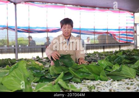 Kaihua. 22 ottobre 2020. Un agricoltore alimenta i bachi da seta con foglie di gelso nel villaggio di Xidong della contea di Kaihua, provincia di Zhejiang della Cina orientale, 21 ottobre 2020. Gli agricoltori di Silkworm del villaggio di Xidong hanno migliorato significativamente la redditività dopo la collaborazione con le società di sericoltura e i ricercatori scientifici iniziata nel 2018. Entro la fine del 2020, si stima che la produzione di seta del villaggio raggiunga i 22,500 chilogrammi, il che potrebbe aumentare il reddito degli agricoltori di quasi un milione di yuan (circa 150,000 dollari USA). Credit: Xinhua/Alamy Live News Foto Stock