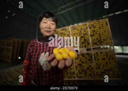 Kaihua. 22 ottobre 2020. Un agricoltore di seta mostra cocooni di baco da seta raccolti nel villaggio di Xidong della contea di Kaihua, provincia di Zhejiang della Cina orientale, 21 ottobre 2020. Gli agricoltori di Silkworm del villaggio di Xidong hanno migliorato significativamente la redditività dopo la collaborazione con le società di sericoltura e i ricercatori scientifici iniziata nel 2018. Entro la fine del 2020, si stima che la produzione di seta del villaggio raggiunga i 22,500 chilogrammi, il che potrebbe aumentare il reddito degli agricoltori di quasi un milione di yuan (circa 150,000 dollari USA). Credit: Xinhua/Alamy Live News Foto Stock