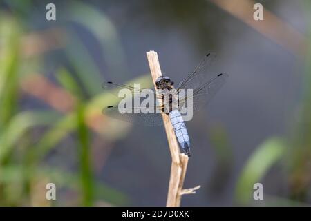 Scarsezza Chaser; Libellula fulva; maschio; Cambridgeshire; UK Foto Stock