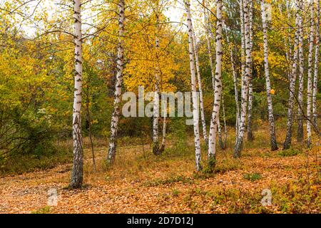 Autunno betulla foresta composizione orizzontale. Colorato boschetto di betulla giallo chiaro. Lo sfondo naturale. Sottili tronchi bianchi nella luce solare soffusa. Il Foto Stock