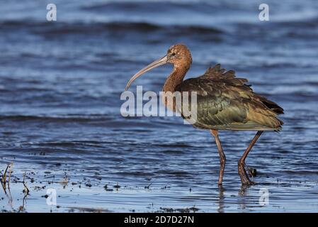 Lucida ibis a piedi nella zona umida Foto Stock
