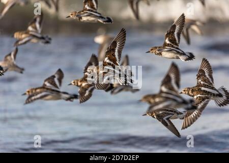 Turnstone; Arenaria Interpres; Flock in Flight; UK Foto Stock