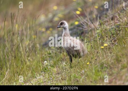 Oca montana; Chloephaga pitta; Gosling; Falklands Foto Stock