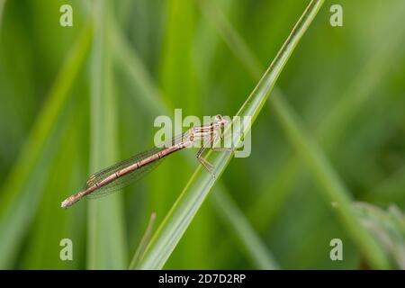 White Legged Dasselfly; Platycnemis pennipes; UK Foto Stock