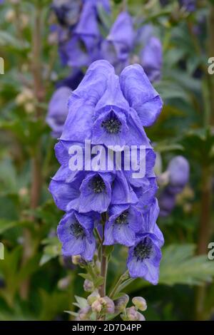 Aconitum carmichaelii monaci Carmichaels cofano cinese aconite cinese wolfsbane ricco fiori blu con cappuccio Foto Stock