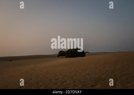 Vasto paesaggio di dune all'alba che si estende fino alle colline sulla linea dell'orizzonte, con impronte sulla sabbia e cespugli di dune Foto Stock