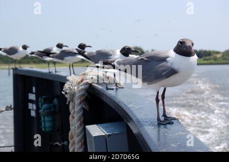 Gabbiani ridenti in linea | gabbiani in barca | grigio gabbiani con testa Foto Stock