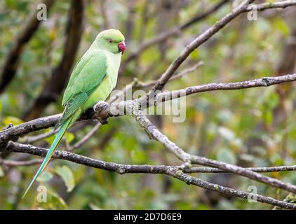 Anello verde parakeet necked arroccato su un ramo di albero con uno sfondo naturale fuori fuoco Foto Stock