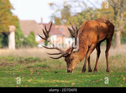 Majestic Stag con testa giù che si nutre sulla lussureggiante erba verde contro naturale fuori del fuoco casa residenziale sullo sfondo. I cervi sono liberi di r Foto Stock