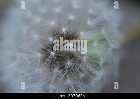Dente di leone (Taraxacum officinale) orologio | macro fotografia Foto Stock