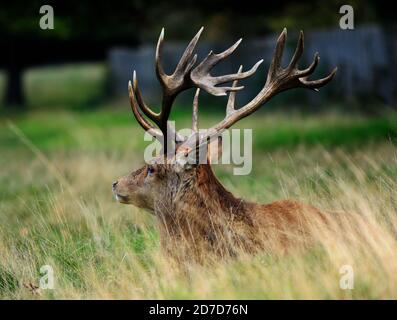 Red Stag seduta in erba lunga con grandi formiche Foto Stock